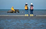 Un pêcheur à cheval tire ses filets à crevettes, sous les yeux de touristes, à Oostduinkerke, en mer du Nord, le 24 octobre 2024 en Belgique