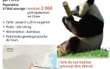 Le panda géant n'est plus "en danger"