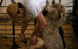 Tonte des moutons à l'école de bergers de Cooprado, le 13 mai 2022 à Casar de Caceres, en Espagne