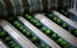 Une usine d'emballage d'avocats à Uruapan, au Mexique, le 19 octobre 2016