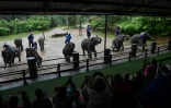 Un spectacle d'éléphants au Maetaeng Elephant Park, le 8 novembre 2019 en Thaïlande