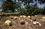 Des citrons brûlés par le soleil et les fortes températures, dans un verger de Campobello di Mazara, dans le sud-ouest de la Sicile, le 8 août 2024