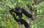 Le chimpanzé Ponso, le 18 août 2017 sur l'île aux chimpanzés, à Grand-Lahou, en Côte d'Ivoire