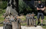Un soigneur donne à manger aux lémuriens du parc animalier de Thoiry, le 29 mai 2020 dans les Yvelines