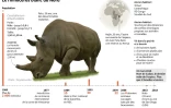 Le rhinocéros blanc du Nord