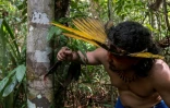 André Sateré de l'ethnie Sateré Mawé récupère des écorces pour préparer des soins, dans la forêt amazonienne près de Manaus, le 17 mai 2020