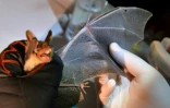 Un chiroptérologue examine l'aile d'une chauve-souris, le 9 juillet 2021 à Noyal-Muzillac, dans l'ouest de la France