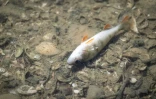 Un poisson mort dans le Doubs Ă Villers-le-Lac le 9 juillet 2026
