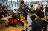 Un chien-chacal entraîné à détecter le coronavirus lors d'un exercice à l'aéroport Sheremetyevo, le 9 octobre 2020 à Moscou