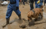 Un chien sauveteur recherche des victimes de la coulée de boue, le 3 avril 2017 à Mocoa, en Colombie