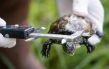 Un membre du zoo de Mulhouse mesure une cistude d'Europe élevée en captivité avant de la relâcher aux abords du Rhin, le 8 octobre 2025 à à Neuburg am Rhein, dans l'Ouest de l'Allemagne 