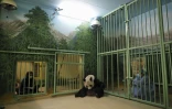 Des soigneurs spécialement venus de Chine se tiennent aux côtés de la panda Huan Huan avant son accouchement, le 1er août 2021 au zoo de Beauval, dans le centre de la France