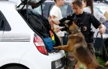Une gendarme inspecte avec son chien la voiture d'un participant au Teknival à Cornusse, près de Bourges, le 3 mai 2026 dans le Cher