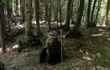 Un ours brun (Ursus arctos) au sanctuaire pour ours Arcturos à Nymfaio, dans le nord-ouest de la Grèce, le 22 juin 2026