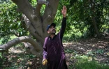 Mohammad Shakeel, gérant d'une plantation de manguiers, donne des instructions à ses ouvriers pendant la récolte dans un verger à Hyderabad, dans la province du Sindh, le 4 juin 2026 au Pakistan