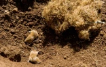 Des rats taupiers dans un champ le 27 avril 2016 à Allanche
