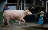 Le buffle albinos surnommé "Donald Trump", photographié le 17 mai 2026, à  Narayanganj au Bangladesh, doit être vendu pour être sacrifié