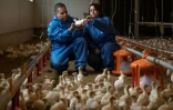 Le couple Bauer parmi leur élevage de dindes dans leur ferme à Weibern, le 16 décembre 2020