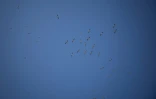 Un vol de pélicans au-dessus du parc national des Lagunes de Touzly, le 28 août 2022 en Ukraine
