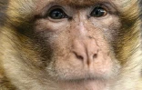 Un macaque de Barbarie (Macaca sylvanu) dans la forêt d'Azrou dans l'Atlas marocain, le 19 février 2014
