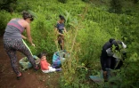 La "raspachin", ramasseuse de feuilles de coca colombienne, Karen Palacios et sa fille travaillent dans les montagnes de la municipalité de El Patia, dans la région de Cauca en Colombie, le 5 mai 2021
