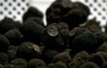 Des truffes dans un atelier de la Maison Gaillard, une conserverie de Caussade, dans le Tarn-et-Garonne, le 18 janvier 2022