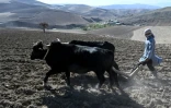 Un agriculteur laboure avec des boeufs un champ destiné à la culture du pavot dans la province du Badakhshan, le 18 octobre 2026 en Afghanistan