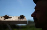 Le fermier Andreas Gugumuck observe les escargots de son exploitation "Wiener Schnecken", le 18 juin 2022 à Vienne, en Autriche