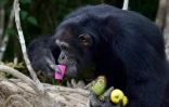 Le chimpanzé Ponso, le 18 août 2017 sur l'île aux chimpanzés, à Grand-Lahou, en Côte d'Ivoire