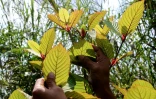 Des feuilles de kratom dans la plantation de Gusti Prabu à Pontiniak en Indonésie, le 25 décembre 2018