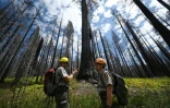 Les écologues Christy Brigham (d) et Andrew Bishop, devant des séquoias détruits par le feu, dans la Redwood Mountain Grove du parc national de Kings Canyon, le 24 août 2023 en Californie