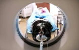 La chienne Naki subit un examen de dépistage du cancer à l'hôpital vétérinaire de Maison-Alfort, le 9 juin 2026 dans le Val-de-Marne