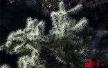 Située sur deux hectares  à Terre-Rouge (Saint-Pierre - Sud), l'Epinacothèque est un jardin insolite consacré aux cactus