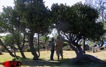 Située sur deux hectares  à Terre-Rouge (Saint-Pierre - Sud), l'Epinacothèque est un jardin insolite consacré aux cactus