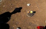 Située sur deux hectares  à Terre-Rouge (Saint-Pierre - Sud), l'Epinacothèque est un jardin insolite consacré aux cactus