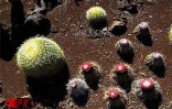 Située sur deux hectares  à Terre-Rouge (Saint-Pierre - Sud), l'Epinacothèque est un jardin insolite consacré aux cactus