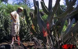 Située sur deux hectares  à Terre-Rouge (Saint-Pierre - Sud), l'Epinacothèque est un jardin insolite consacré aux cactus