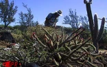 Située sur deux hectares  à Terre-Rouge (Saint-Pierre - Sud), l'Epinacothèque est un jardin insolite consacré aux cactus