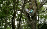 Matilde et sa soeur, deux étudiantes grimpent dans les arbres pour capter le signal internet à El Tigre, le 21 août 2020
