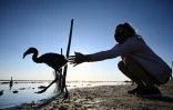 Un volontaire a "bagué" un poussin flamant rose le 5 août 2020 à Aigues-Mortes, près de Montpellier