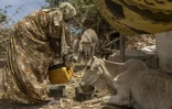 Une femme touchée par la sécheresse donne à boire à sa vache affaiblie et souffrant de malnutrition, près d'un camp de personnes déplacées à la périphérie de Kismayo, le 21 avril 2026