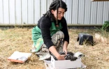 Anouk Guillaume, soigneuse dans un élevage d'aigles de Bonelli à Saint-Denis-du-Payré, en Vendée, pèse un jeune rapace le 9 juin 2022 
