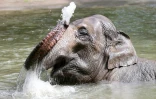 Un éléphant se rafraichit dans un bassin du zoo de Tierpark Hagenbeck à Hambourg, dans le nord de l'Allemagne, le 24 juillet 2019