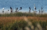 Des oiseaux dans une zone humide à Ulcinj, le 2 juin 2026 au Monténégro