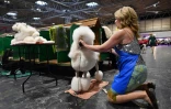 Toilettage d'un caniche au salon canin Crufts à Birmingham, en Angleterre, le 5 mars 2020