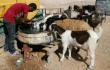 Un Palestinien nourrit ses bêtes le 10 octobre 2016 dans le petit village bédoin de Wadi Abou Hindi
