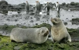 Deux otaries des Kerguelen sur l'île de la Possession, dans l'archipel des Crozet (Terres australes et antarctiques françaises), le 01 juillet 2007