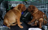Deux Dogue de Bordeaux attendent les résultats au concours canin du Westminster Dog Show, le 13 juin 2021