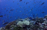 Les canicules marines mettent à rude épreuve les espèces marines les moins mobiles, allant jusqu'à provoquer des mortalités massives chez les coraux, les gorgones, les oursins, les mollusques, etc