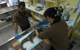 Des vétérinaires examinent un pangolin blessé à Singapour, le 14 décembre 2018